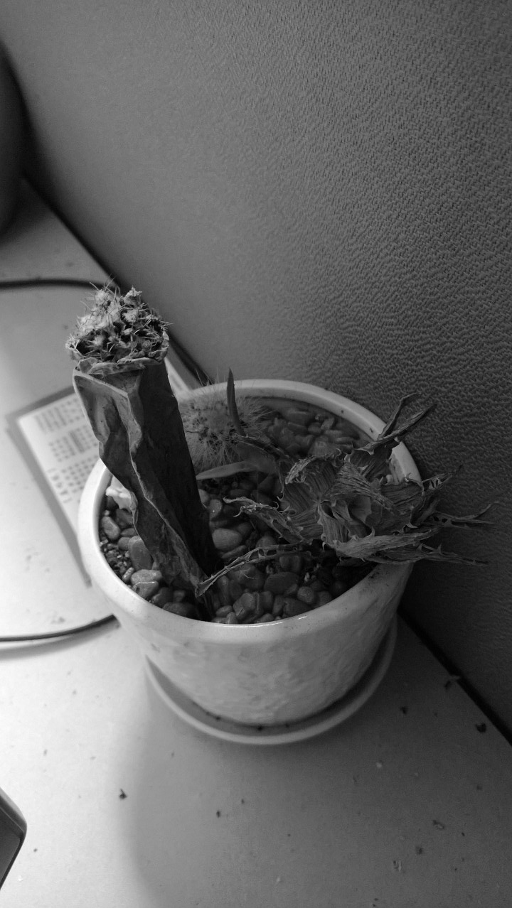 银联商务长沙某个员工工作台上的植物“标本”