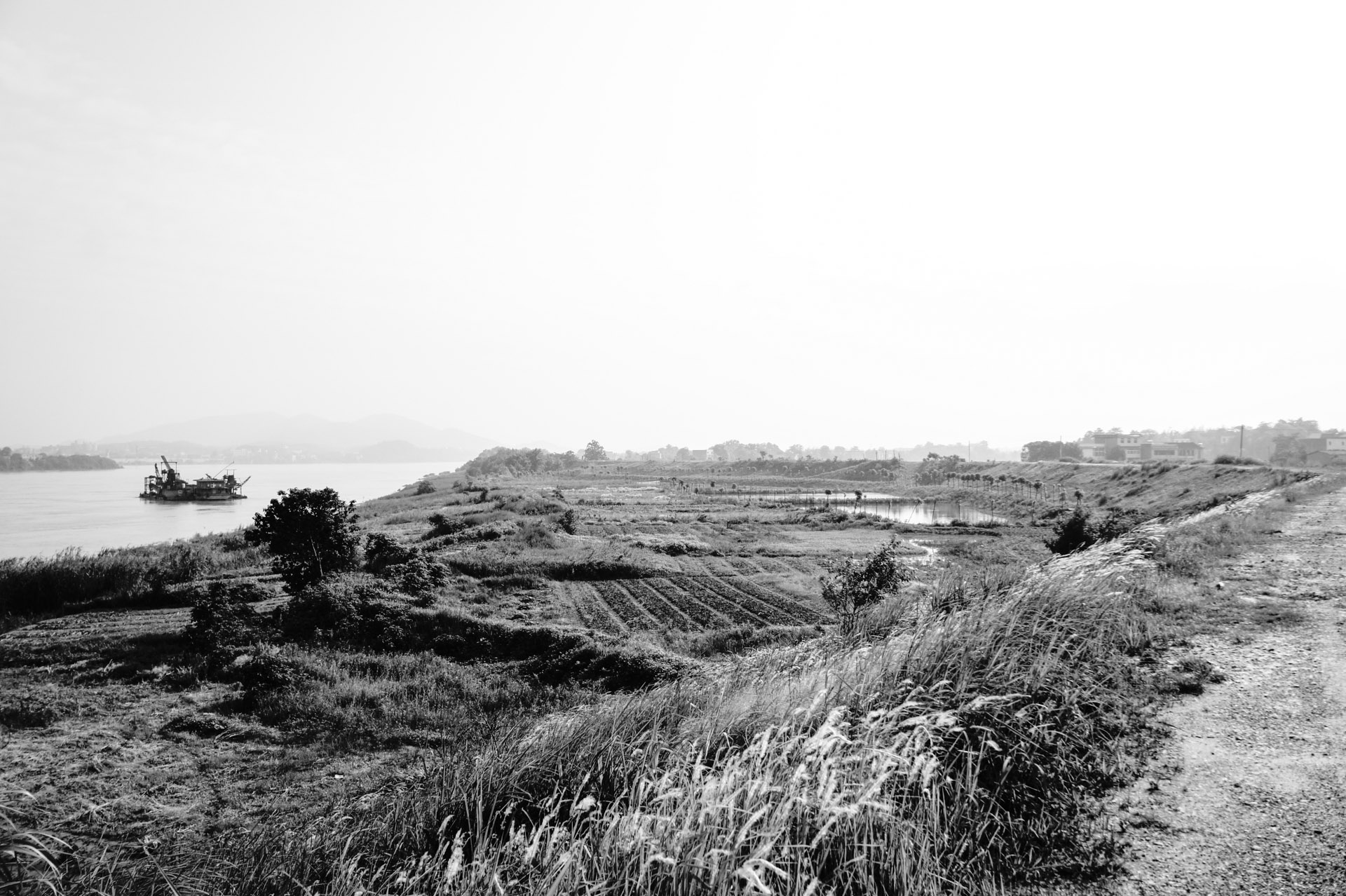 狗尾巴草后的一片地