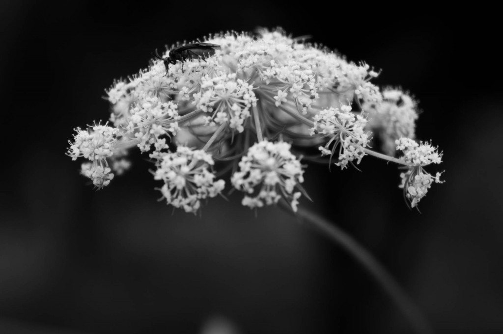 微距黑白花儿摄影.jpg