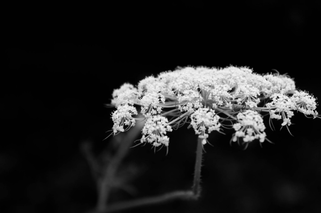 微距黑白花儿摄影4.jpg
